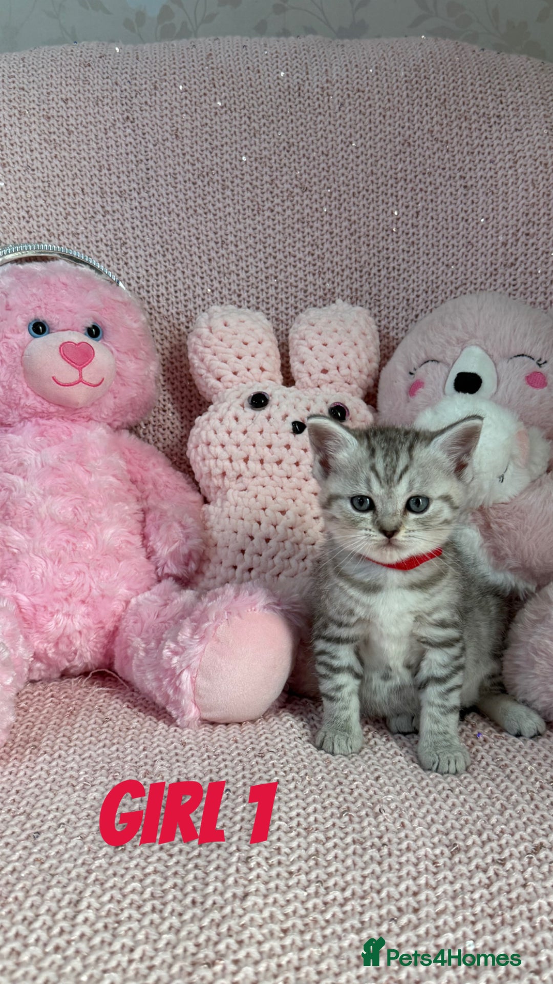 British Shorthair cats for sale: *stunning* silver tabby British short haired  - Image 6