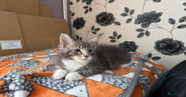Maine Coon cats - Advert 11