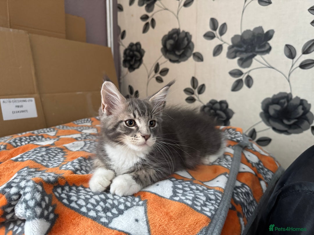 Maine Coon cats for sale: Maine Coon kittens Available!!!! - Image 2