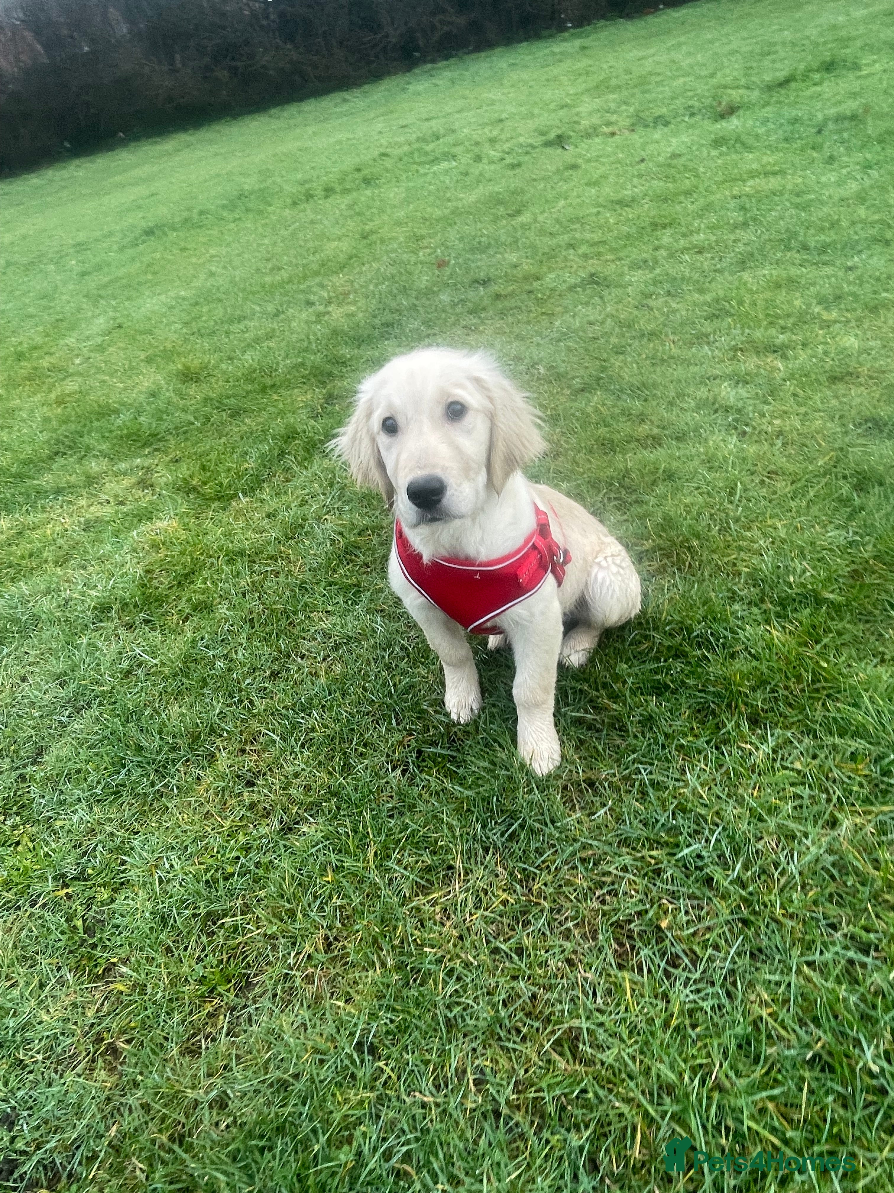 Golden Retriever dogs Stunning Golden Retriever - Prince (6 Months Old) - Advert 5