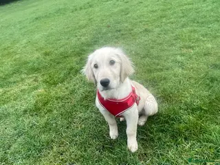 Golden Retriever dogs Stunning Golden Retriever - Prince (6 Months Old) - Advert 5