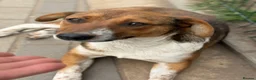 Mixed Breed dogs for adoption: Pretty Luna looking for love - Advert 2