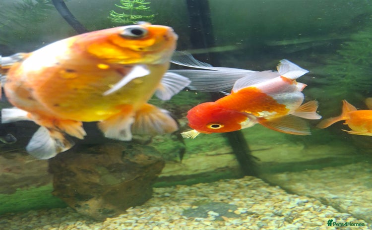Fancy Goldfish fish - Advert 1