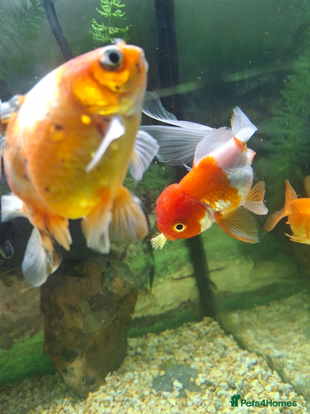 Fancy Goldfish fish for sale: 3 goldfishes - Image 1