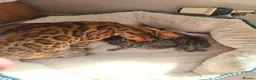 Bengal cats for sale: Kittens x bengal  - Advert 11