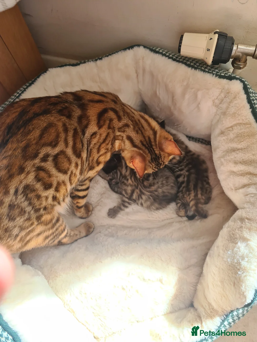Bengal cats for sale: Kittens x bengal  - Advert 11