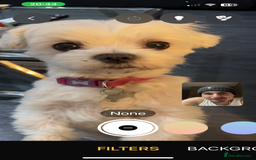 Maltese dogs for sale: KC Reg Korean Maltese girls - Image 26