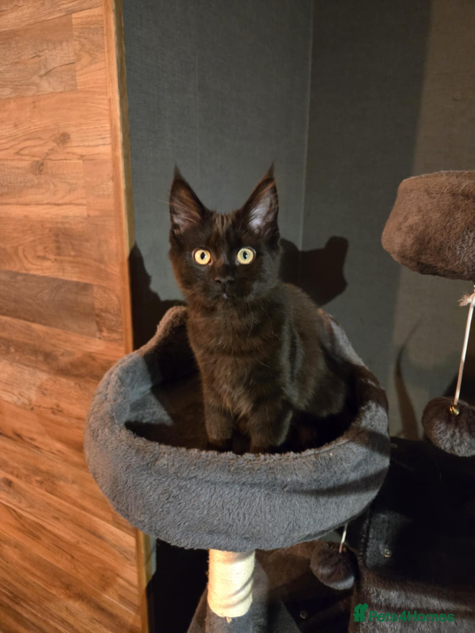 Maine Coon cats GCCF reg Black female available - Advert 1