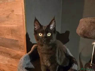 Maine Coon cats GCCF reg Black female available - Advert 1