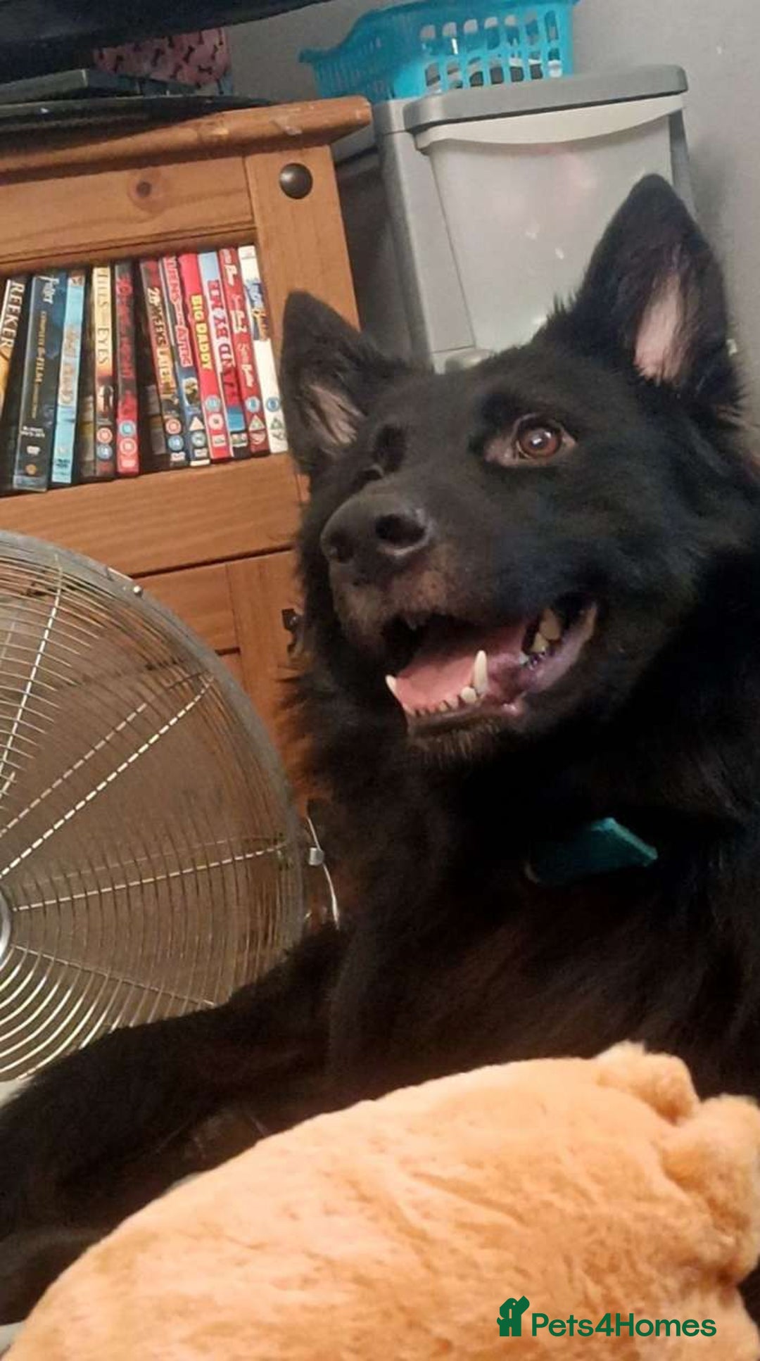 Mixed Breed dogs for sale: Beautiful male buster  - Advert 7