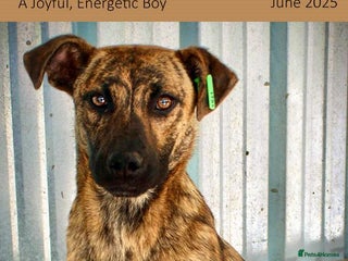 Mixed Breed dogs - Advert 11