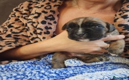 Boxer dogs for sale: 🌟KC REG BOBTAIL BOXER PUPS🌟 - Image 9
