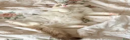 Ragdoll cats for sale: 💠🐈 TICA REG 🌟 EUROPEAN RAGDOLL KITTENS 🐈💠 - Advert 8