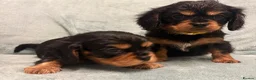 Cavalier King Charles Spaniel dogs for sale: KC Cavalier Puppies Genetically Clear  - Advert 22