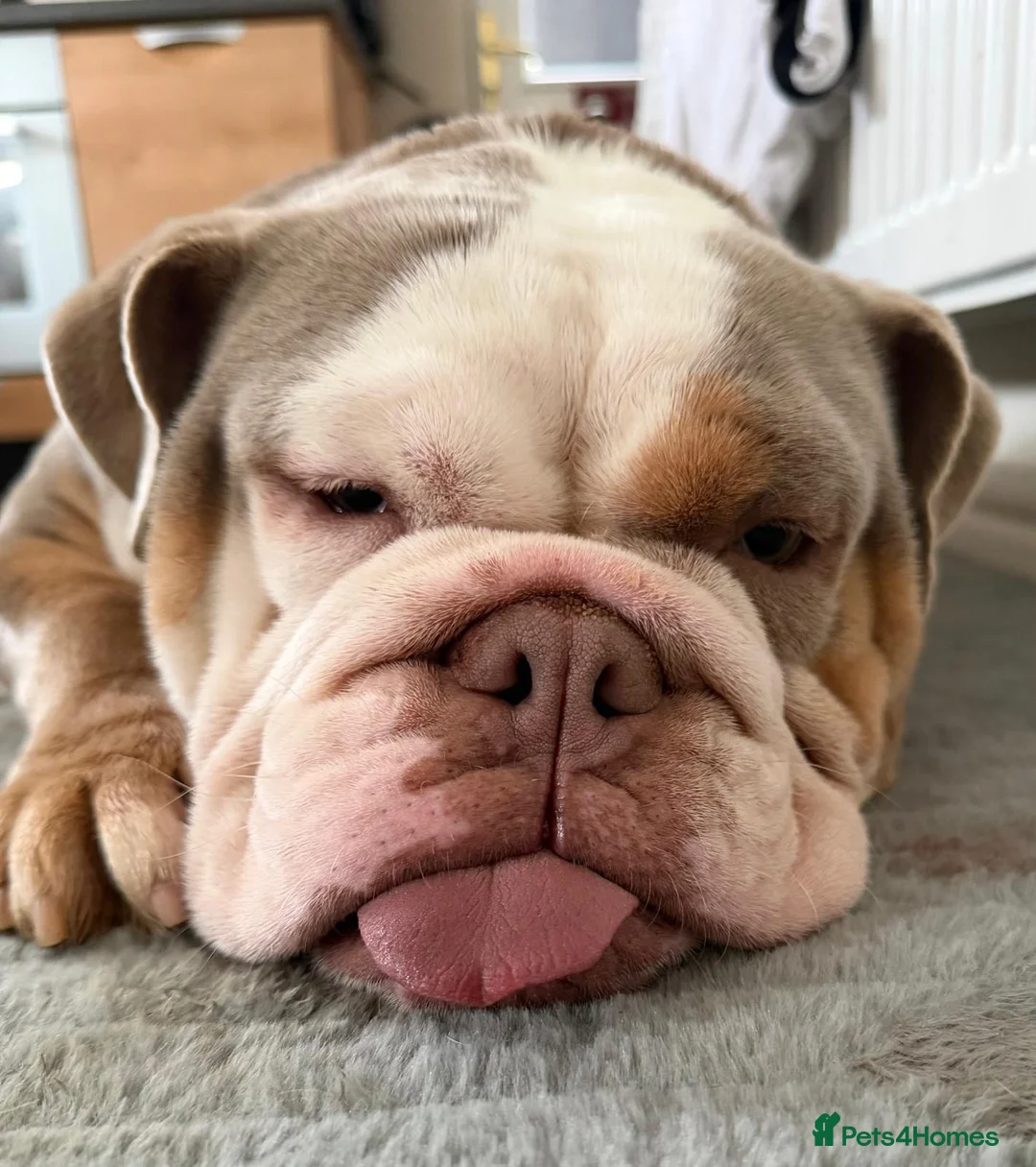 English Bulldog dogs for sale: Reluctantly Rehoming Our Beloved English Bulldog  - Advert 2