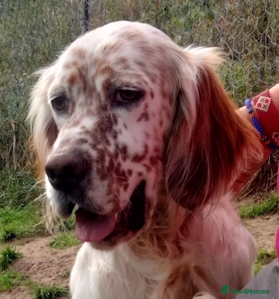 English Setter dogs Otto  - Advert 4