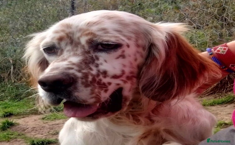 English Setter dogs Otto  - Advert 2