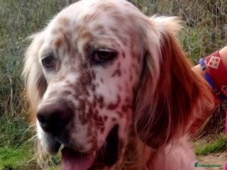 English Setter dogs Otto - Advert 6