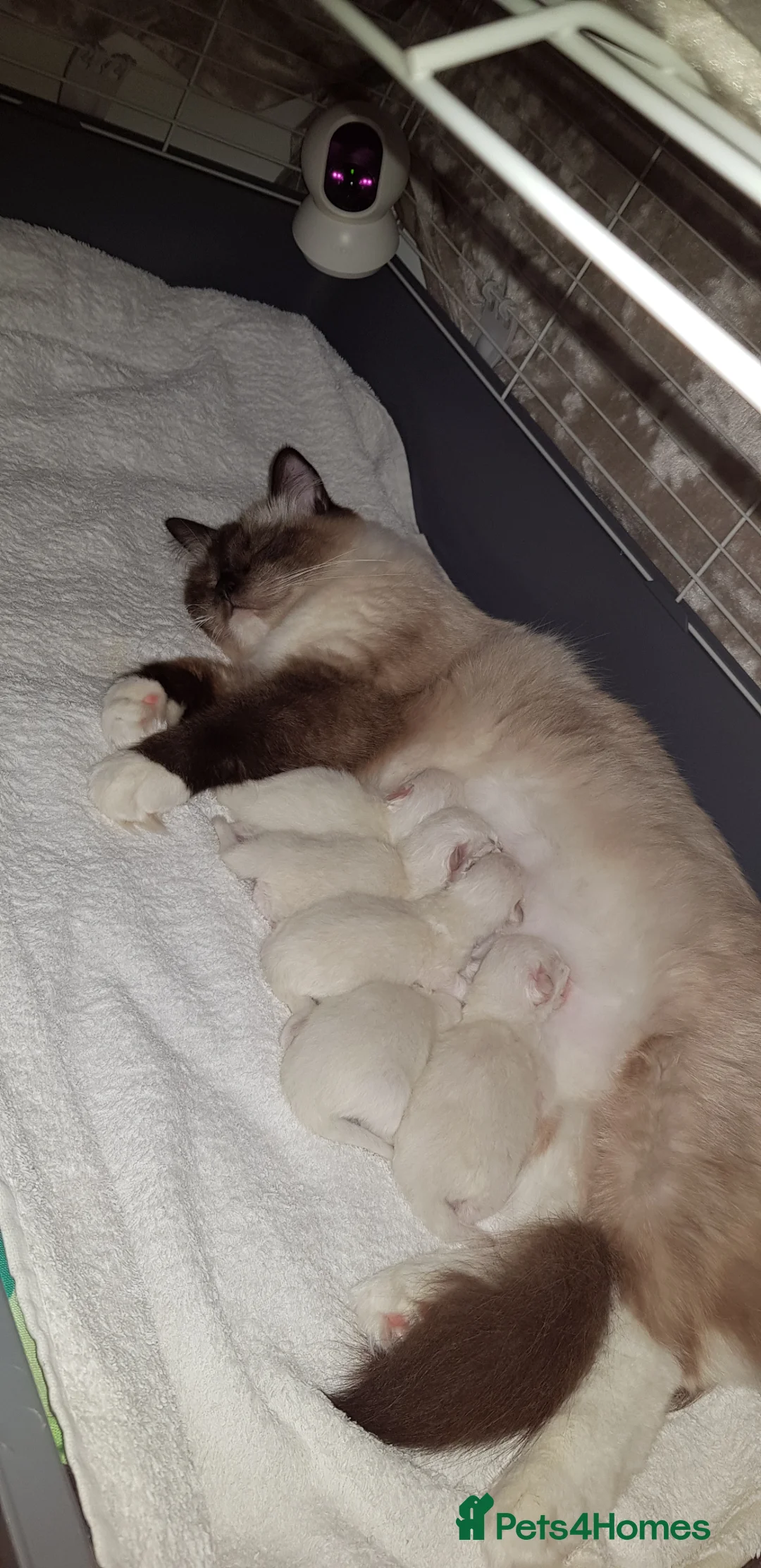 Ragdoll cats for sale: Stunning TICA Registered Ragdoll Kittens  - Advert 6