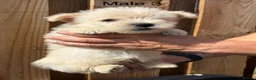 Cairn Terrier dogs for sale: beautiful health tested cairn terriers - Advert 11