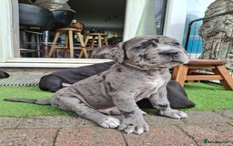 Mixed Breed dogs for sale: HARLEQUINN CANE CORSO X AMERICAN BULLDOGGE - Image 9