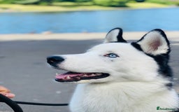 Siberian Husky dogs for stud: Stunning Blue eye Sibrian Husky for Stud  in Liverpool - Image 1