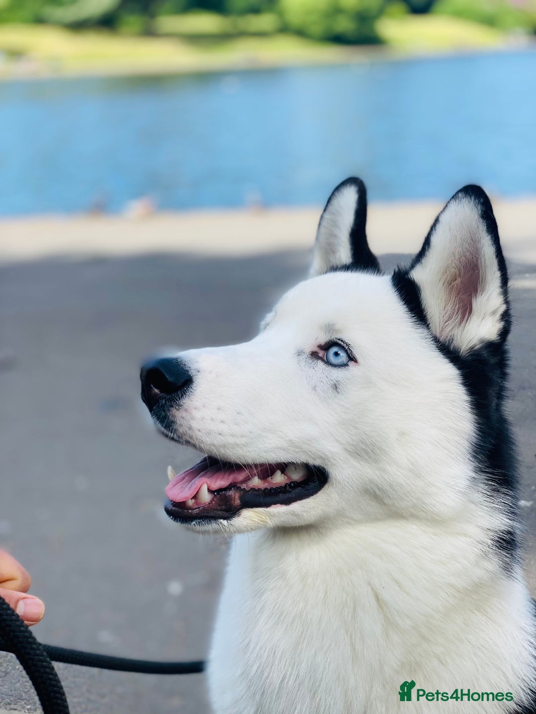 Siberian Husky dogs for stud: Stunning Blue eye Sibrian Husky for Stud  in Liverpool - Image 1