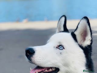 Siberian Husky dogs Stunning Blue eye Sibrian Husky for Stud (Proven) in Liverpool - Advert 5
