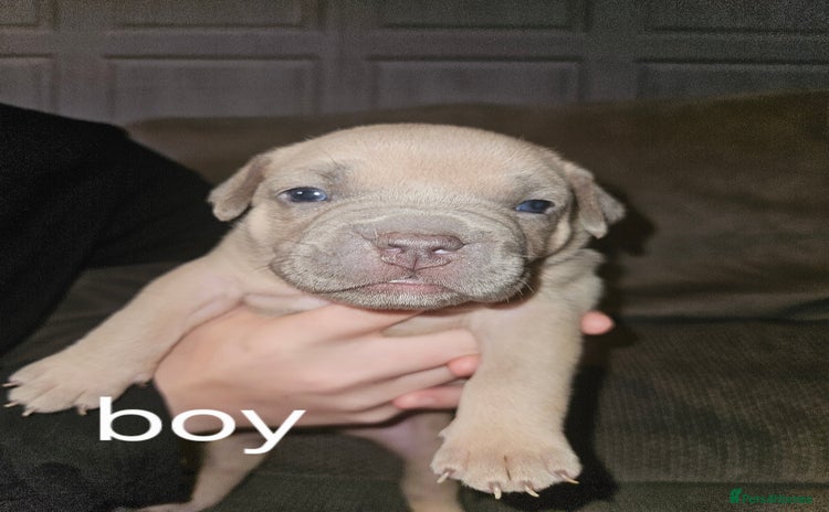 American Bully dogs - Advert 1