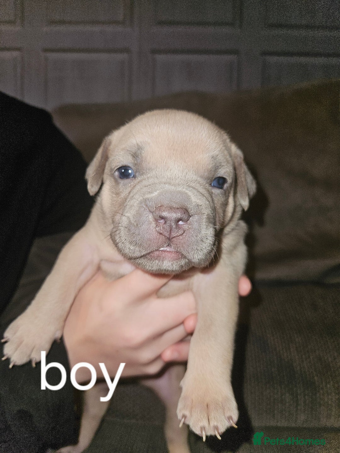 American Bully dogs for sale: Pocket bully puppies - Image 1