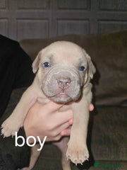 American Bully Puppy 1
