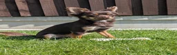 Mixed Breed dogs for sale: Gorgeous Chipin x Pomeranian female - Advert 9