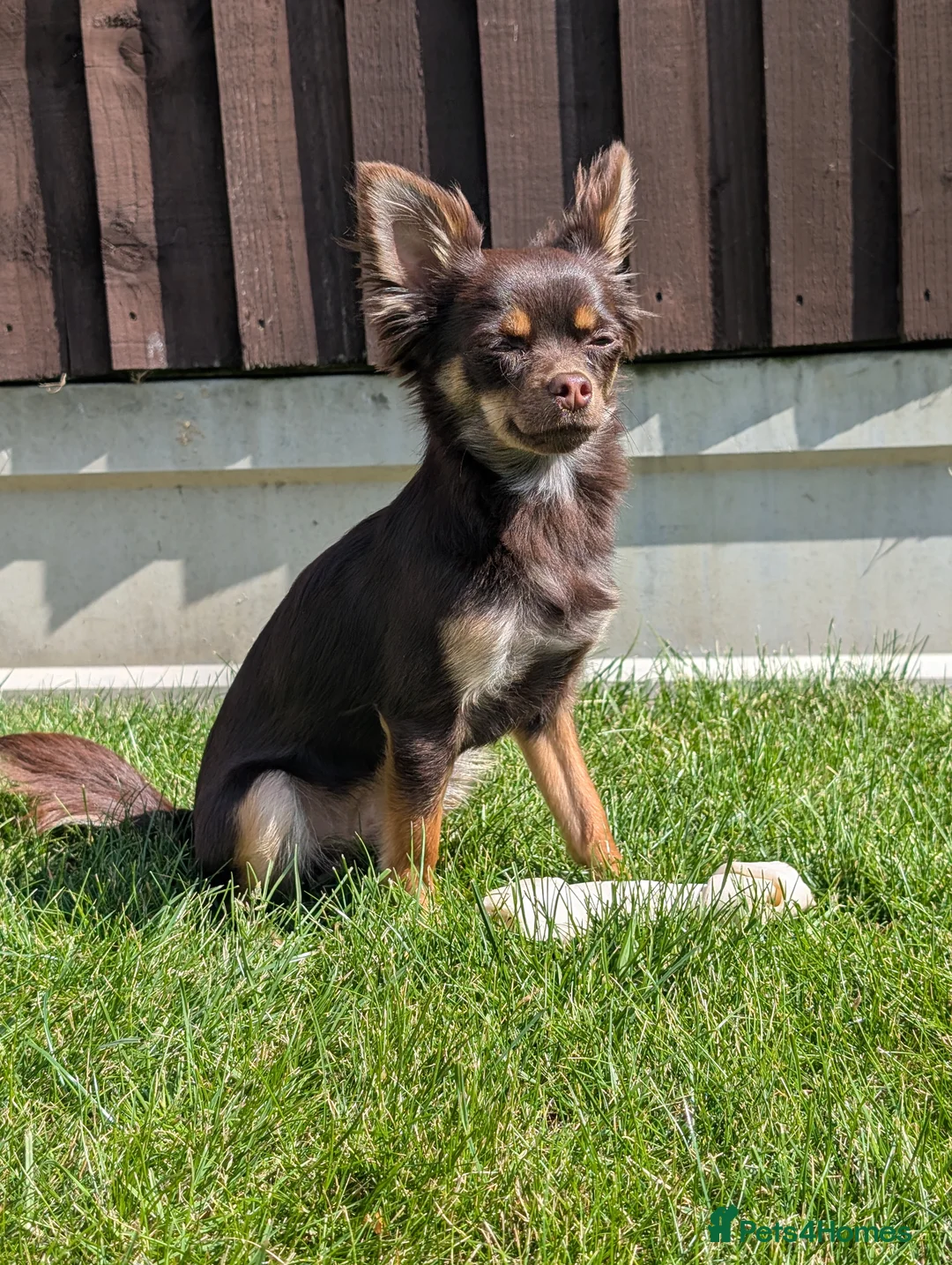 Mixed Breed dogs for sale: Gorgeous Chipin x Pomeranian female - Advert 9