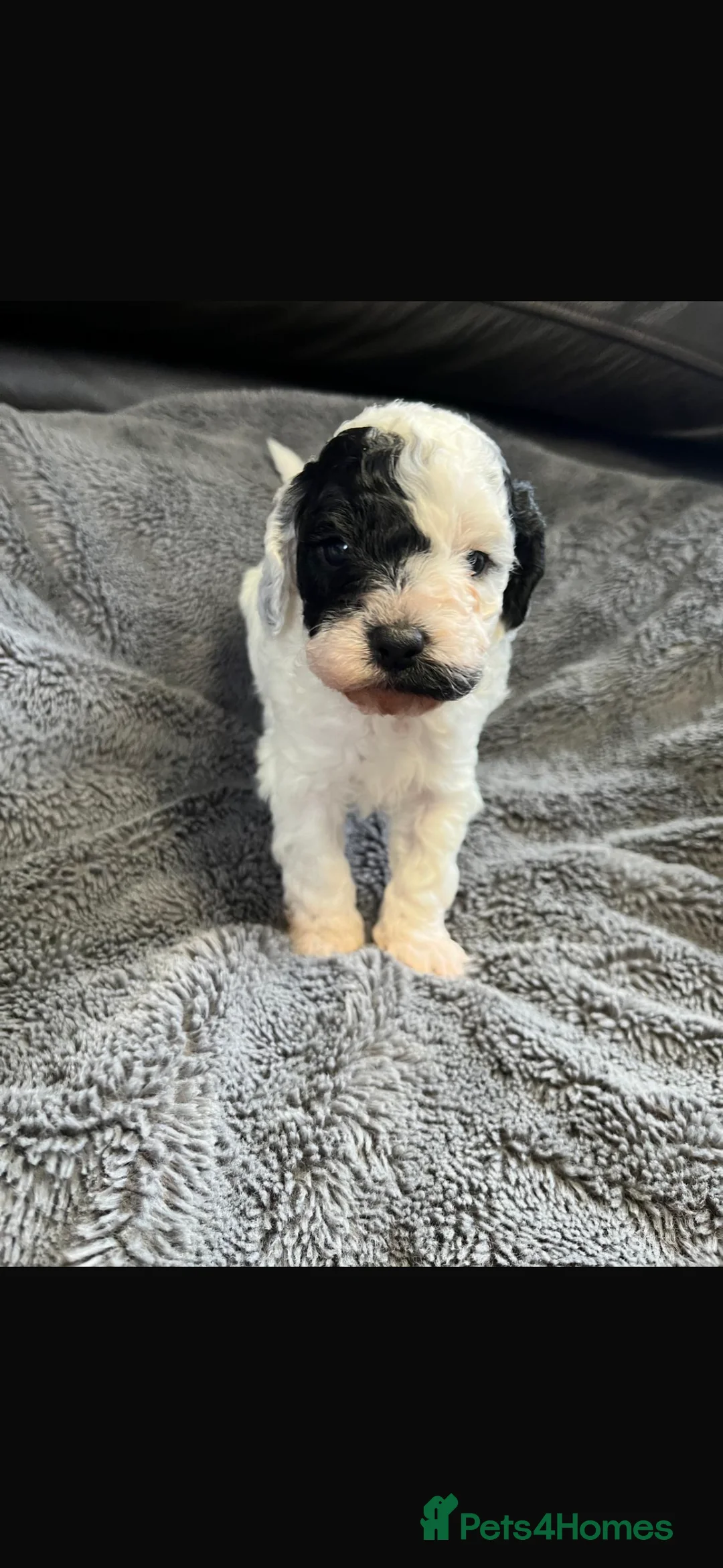 Cavapoo dogs for sale: Stunning litter Cavapoo pups  in Hereford - Advert 10