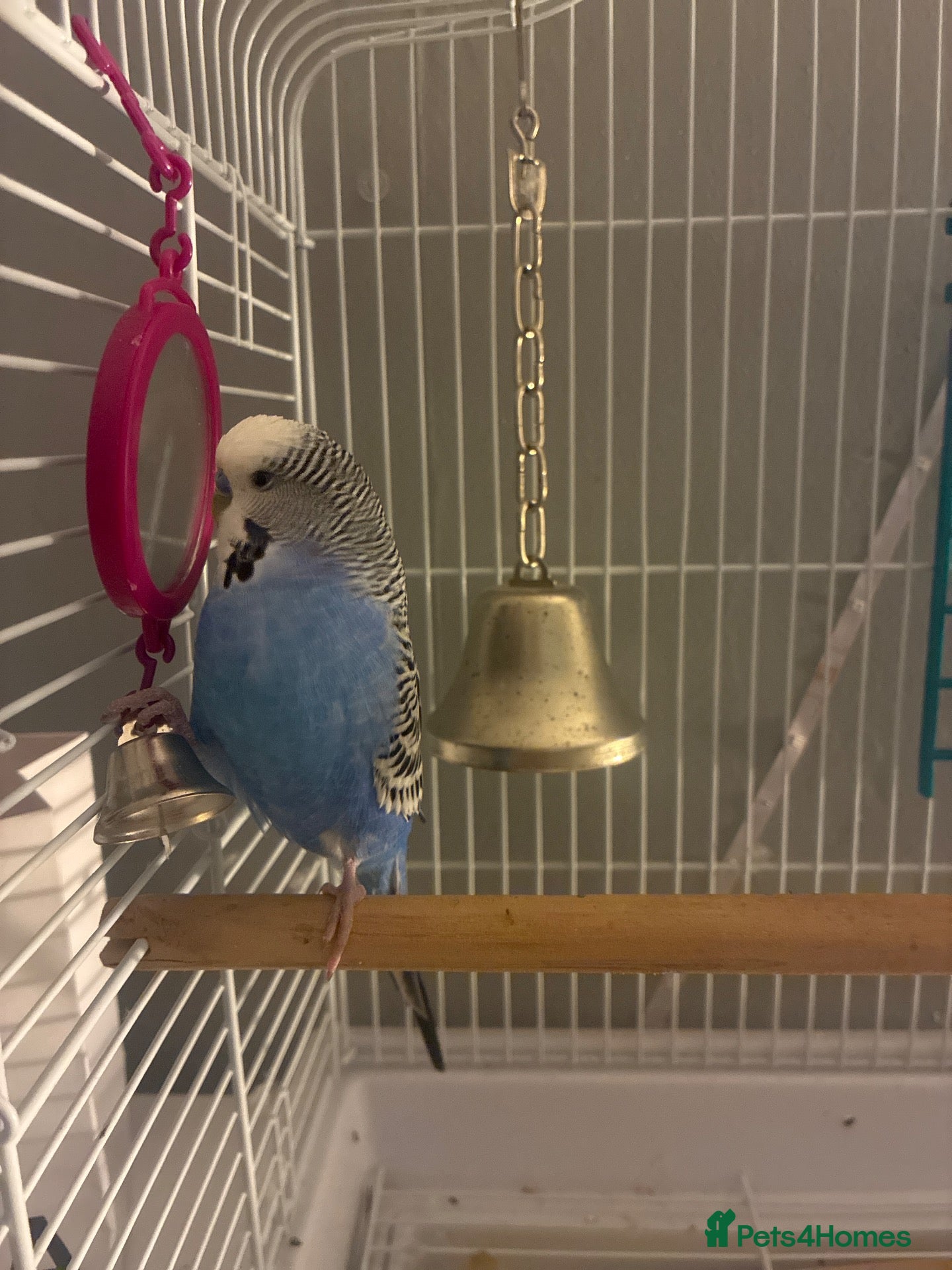 Budgerigars birds Budgie for sale, toys and cage and food too - Advert 2