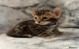 Bengal cats for sale: 🏡Gorgeous Bengal Kittens–Ready for Reservation 🐾 - Image 8
