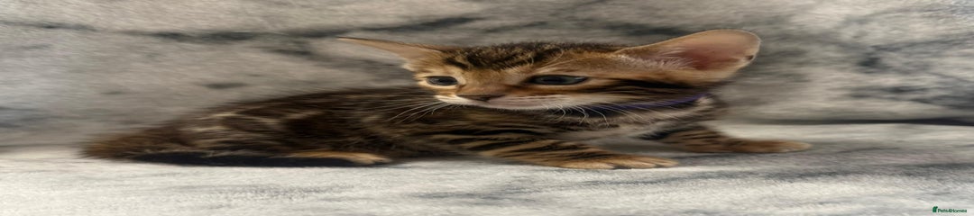 Bengal Kitten 5