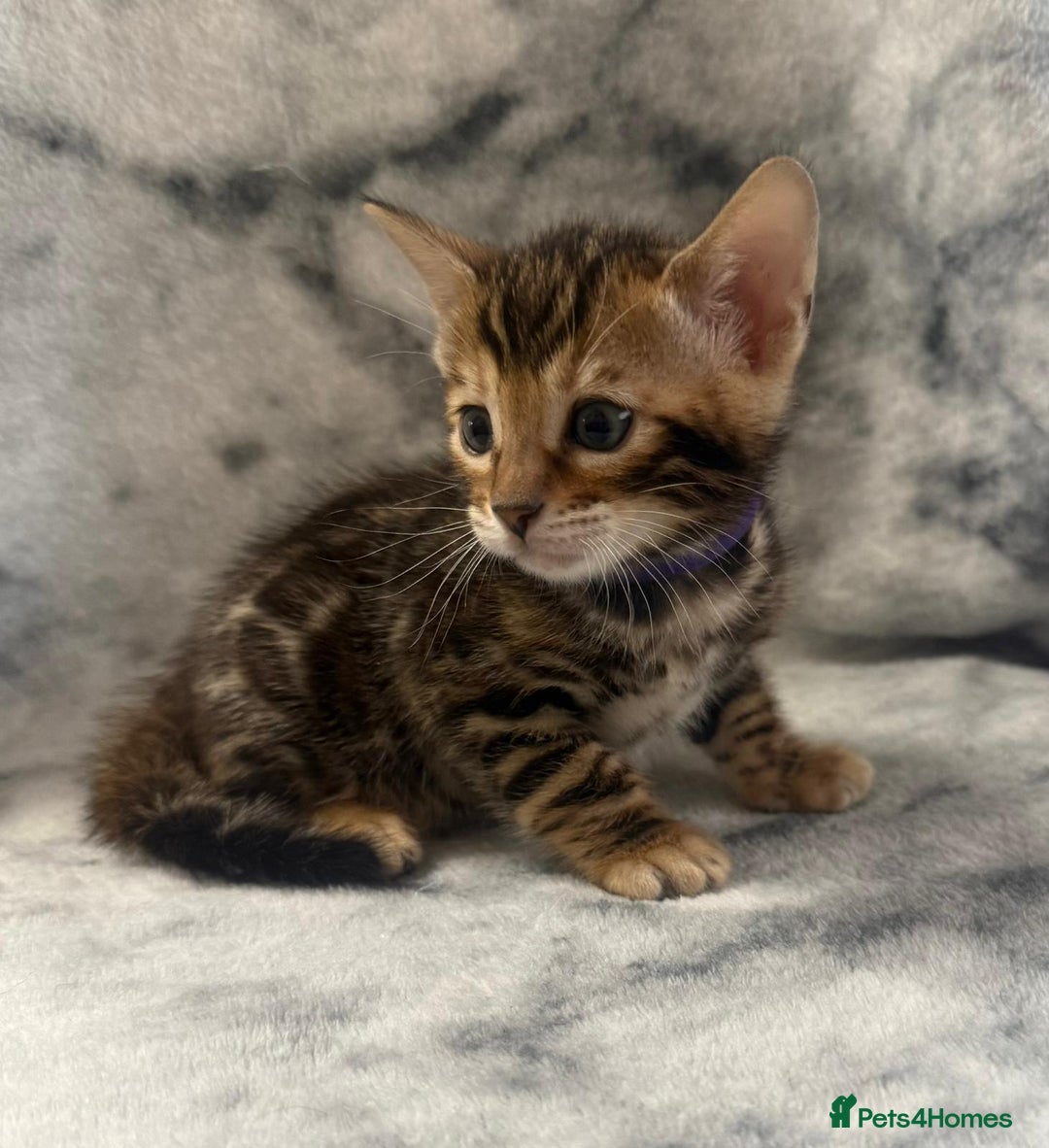 Bengal cats for sale: 🏡Gorgeous Bengal Kittens–Ready for Reservation 🐾 - Image 8