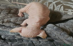Sphynx cats for sale: Sphynx naked and coated  - Image 13