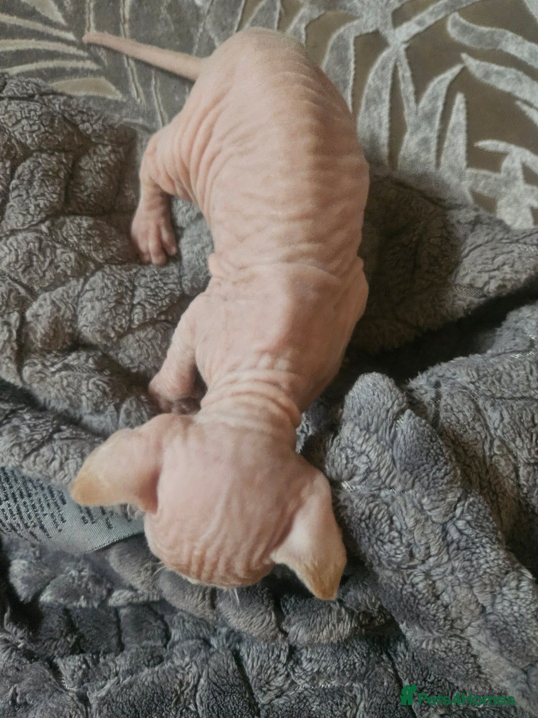 Sphynx cats for sale: Sphynx naked and coated  - Image 13