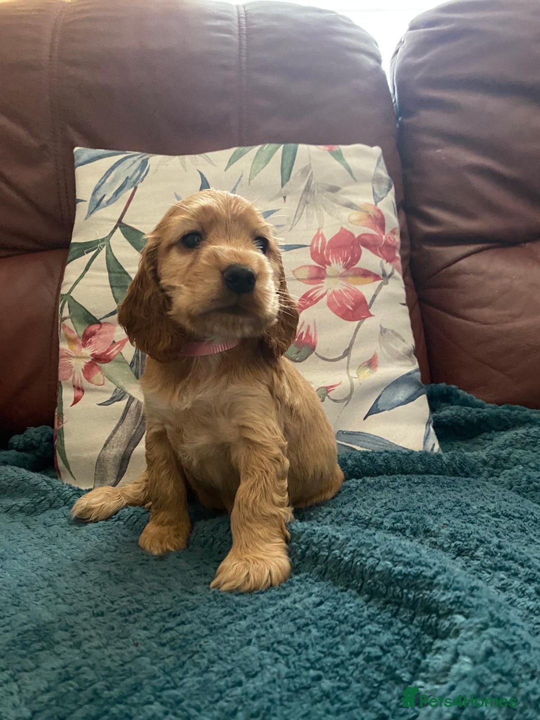 Cocker Spaniel dogs for sale: Pedigree show cockers, sable & golden - Image 3