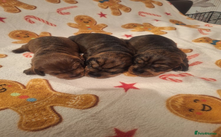 Dachshund dogs - Advert 1