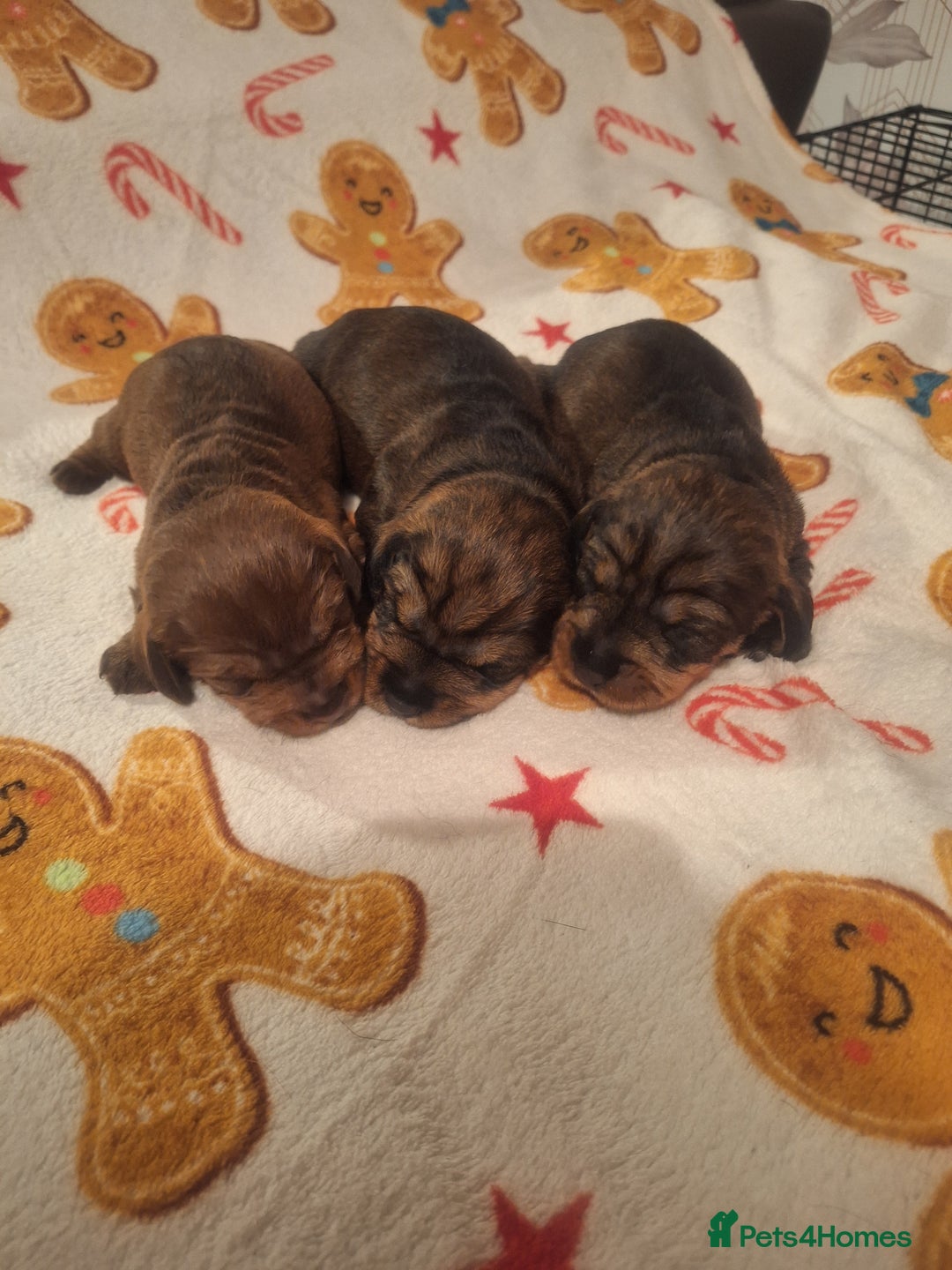 Dachshund dogs for sale: Wirehaired Dachshund - Image 1