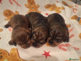 Dachshund dogs - Advert 1