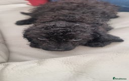 Cavapoo dogs for sale: Last pup remaining - Image 4