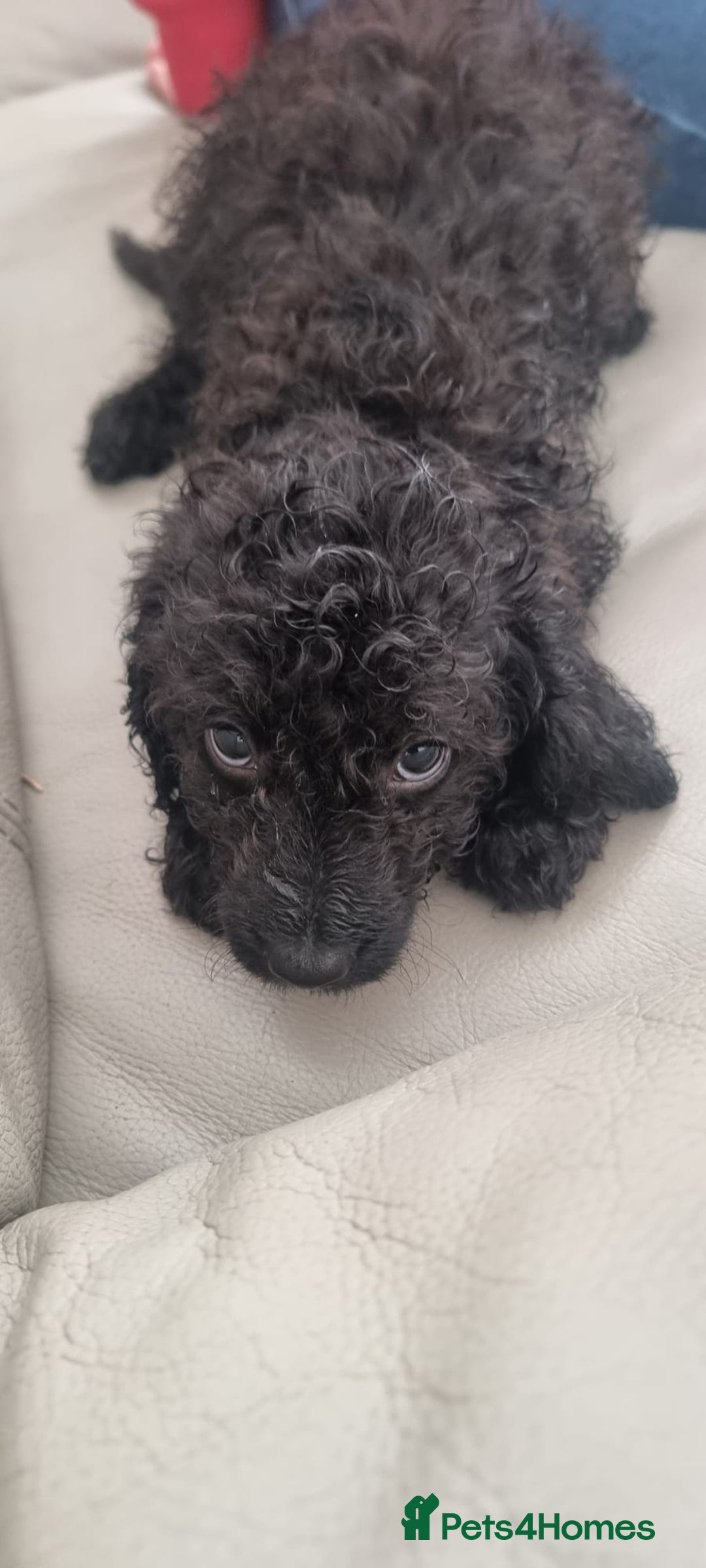 Cavapoo dogs for sale: Last pup remaining - Image 4