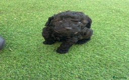 Cockapoo dogs for sale: F1b Cockapoo  - Image 1