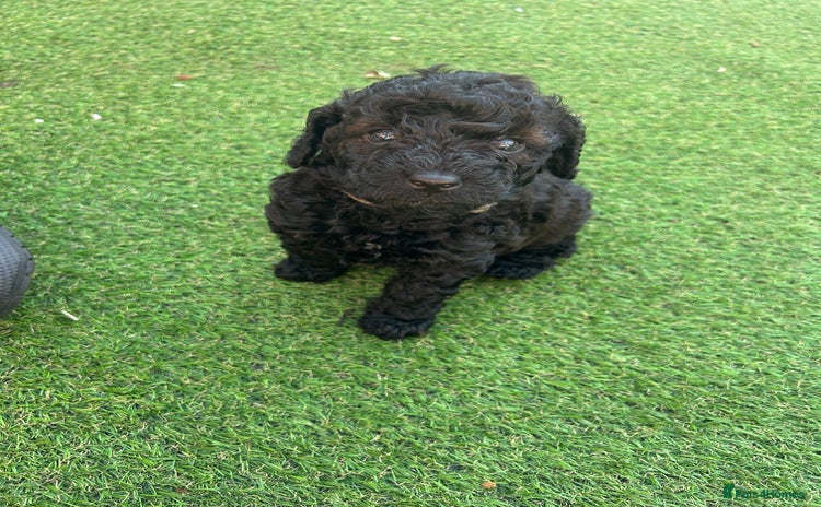 Cockapoo dogs - Advert 10