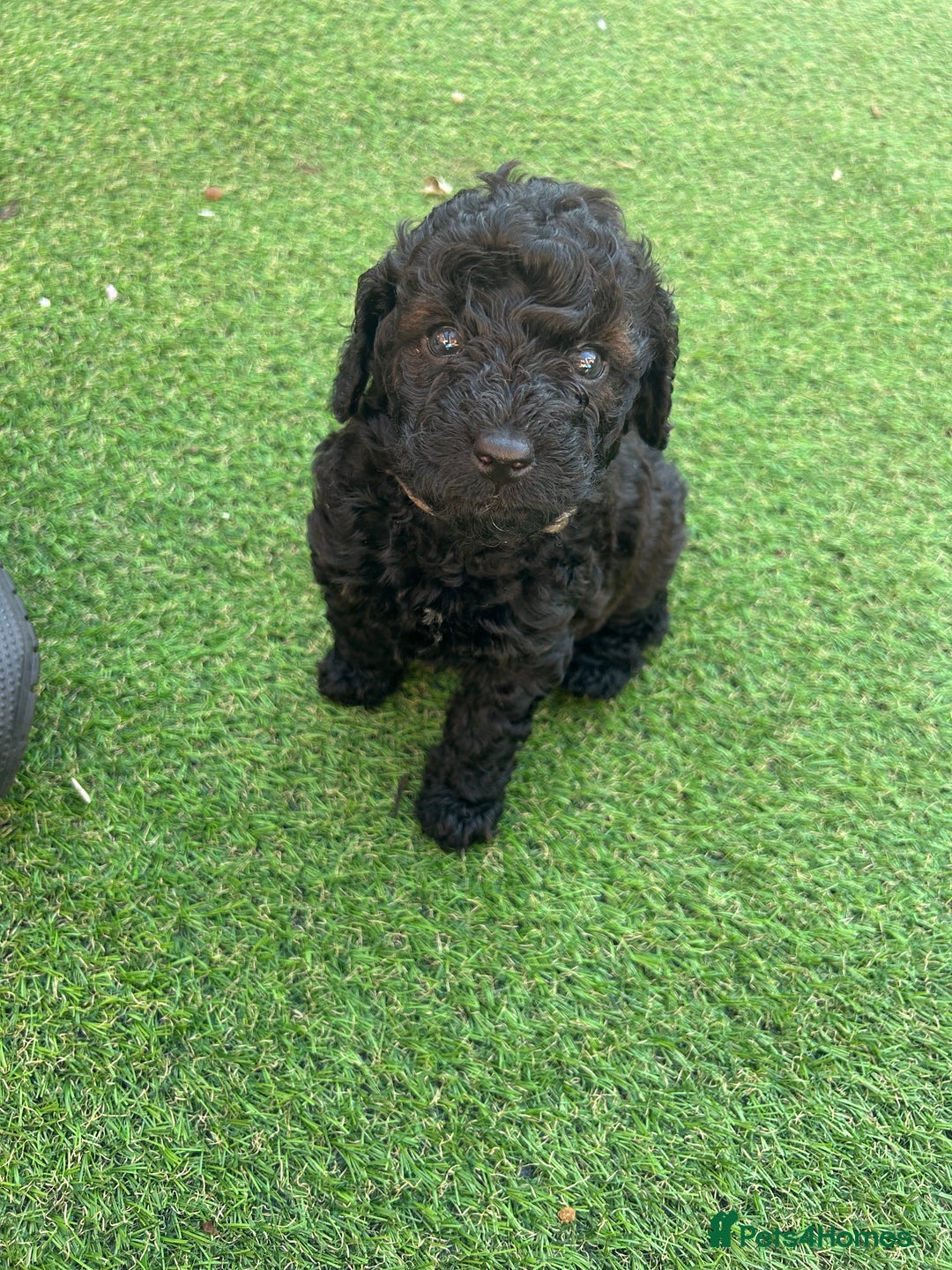 Cockapoo dogs for sale: F1b Cockapoo  - Image 1