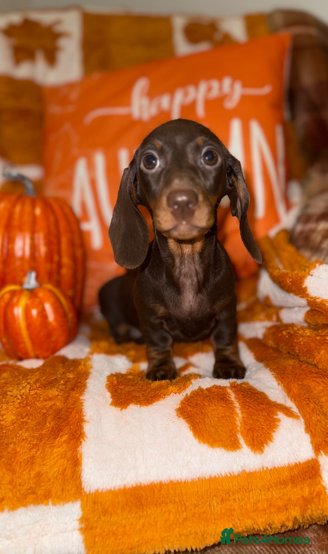 Miniature Dachshund dogs for sale: 🩷💙Stunning KC Mini Dachshund Puppies💙 - Image 7